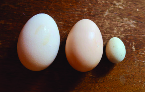 Three eggs on a wood background. They are organized according to size from largest on&hellip;